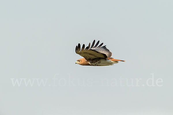 Salvadoribussard (Buteo auguralis)