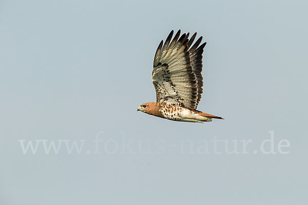 Salvadoribussard (Buteo auguralis)