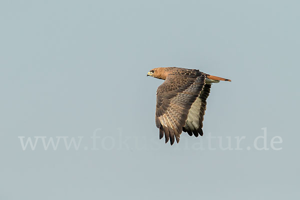 Salvadoribussard (Buteo auguralis)