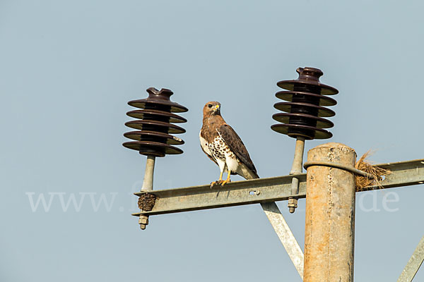 Salvadoribussard (Buteo auguralis)