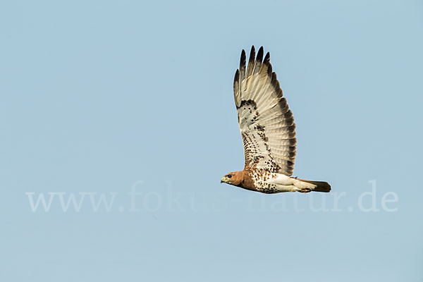 Salvadoribussard (Buteo auguralis)