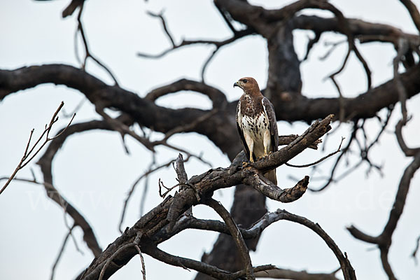 Salvadoribussard (Buteo auguralis)