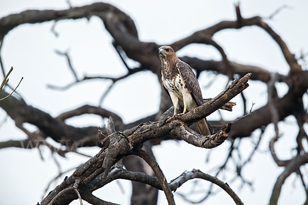 Salvadoribussard (Buteo auguralis)