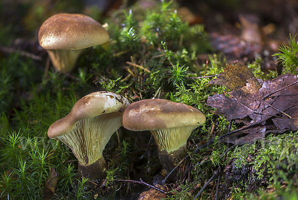 Samtfuß-Krempling (Paxillus atrotomentosus)