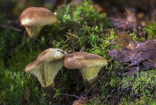 Samtfuß-Krempling (Paxillus atrotomentosus)