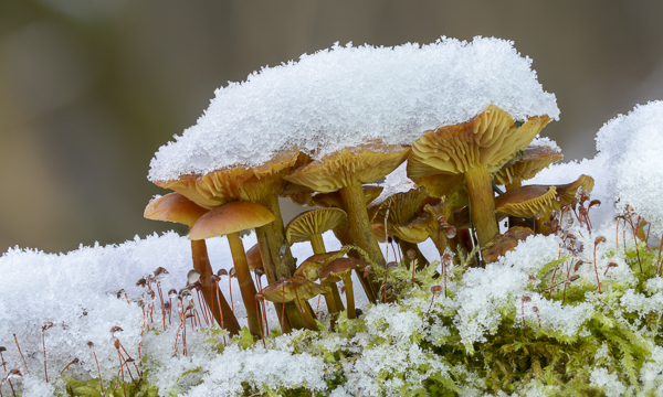 Samtfußrübling (Flammulina velutipes)