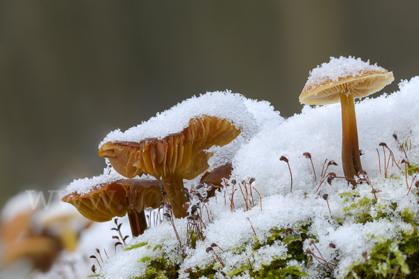 Samtfußrübling (Flammulina velutipes)