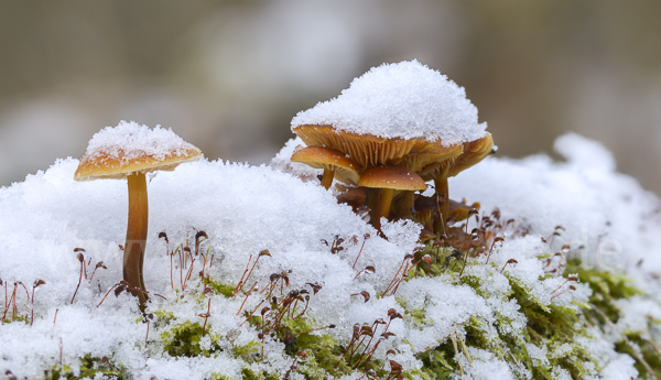 Samtfußrübling (Flammulina velutipes)