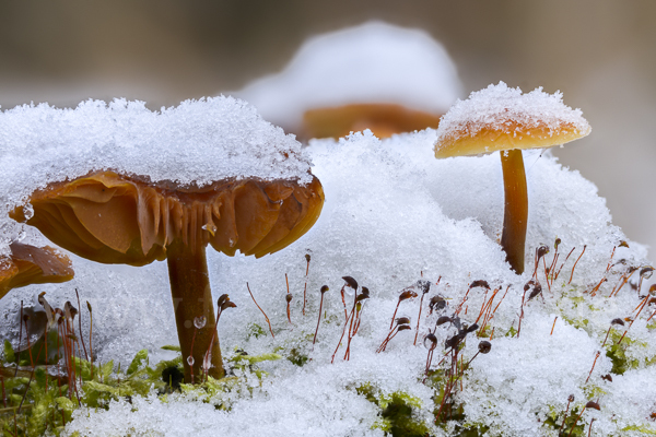 Samtfußrübling (Flammulina velutipes)