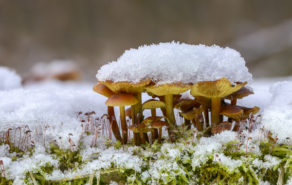 Samtfußrübling (Flammulina velutipes)