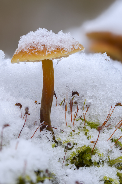 Samtfußrübling (Flammulina velutipes)