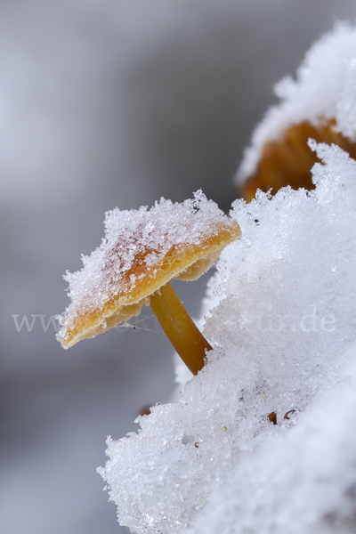 Samtfußrübling (Flammulina velutipes)