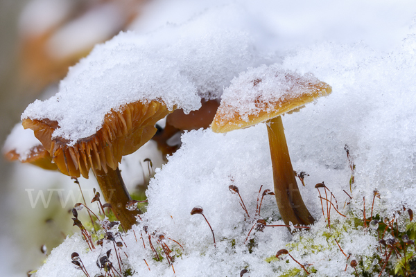 Samtfußrübling (Flammulina velutipes)