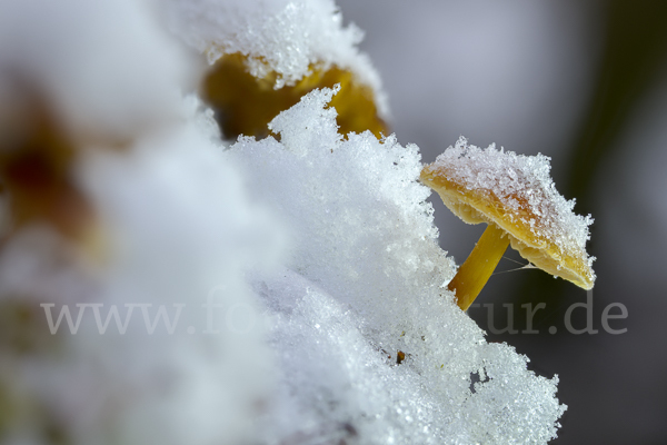 Samtfußrübling (Flammulina velutipes)