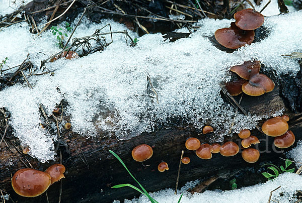 Samtfußrübling (Flammulina velutipes)