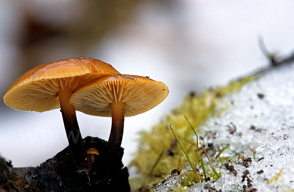 Samtfußrübling (Flammulina velutipes)