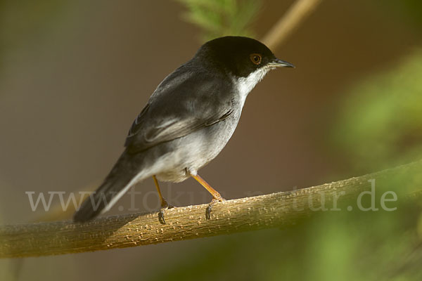 Samtkopfgrasmücke (Sylvia melanocephala)