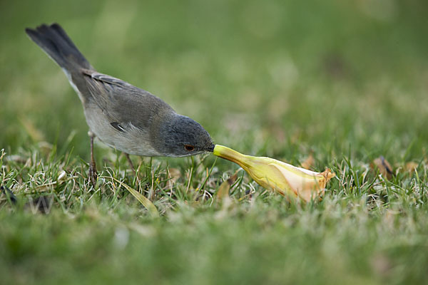 Samtkopfgrasmücke (Sylvia melanocephala)