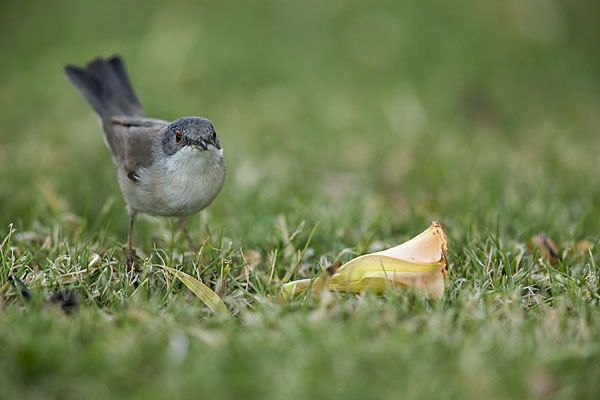 Samtkopfgrasmücke (Sylvia melanocephala)