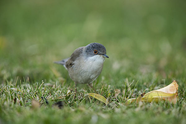 Samtkopfgrasmücke (Sylvia melanocephala)