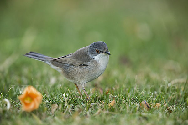 Samtkopfgrasmücke (Sylvia melanocephala)