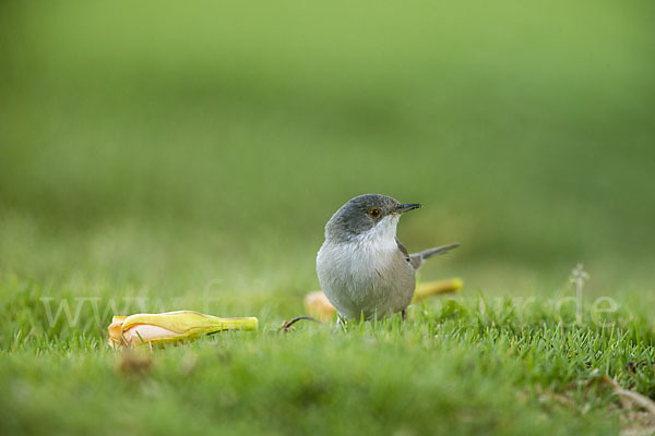 Samtkopfgrasmücke (Sylvia melanocephala)