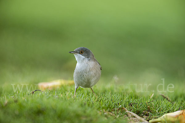 Samtkopfgrasmücke (Sylvia melanocephala)