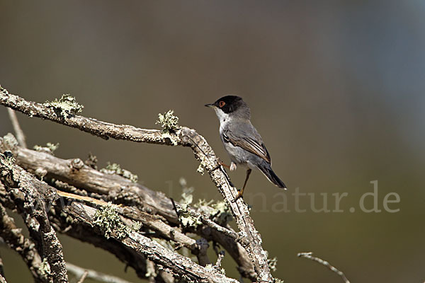 Samtkopfgrasmücke (Sylvia melanocephala)