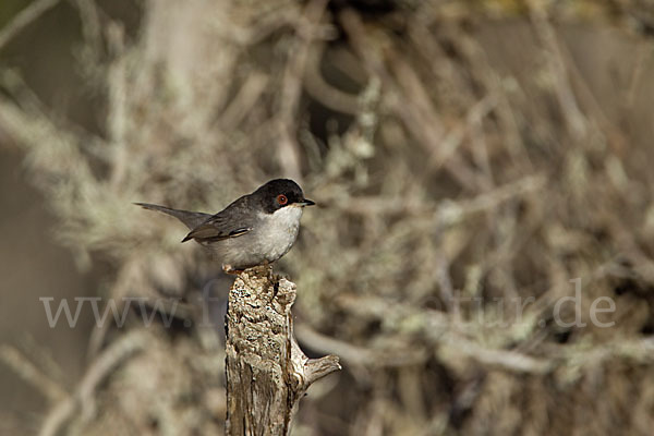 Samtkopfgrasmücke (Sylvia melanocephala)