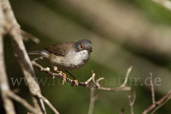 Samtkopfgrasmücke (Sylvia melanocephala)