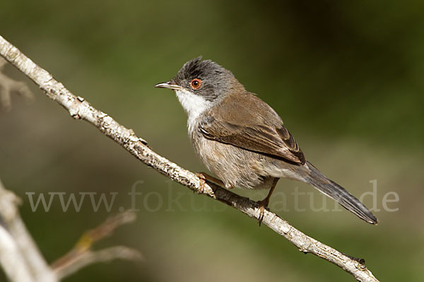 Samtkopfgrasmücke (Sylvia melanocephala)