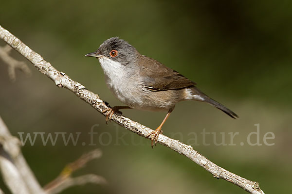 Samtkopfgrasmücke (Sylvia melanocephala)