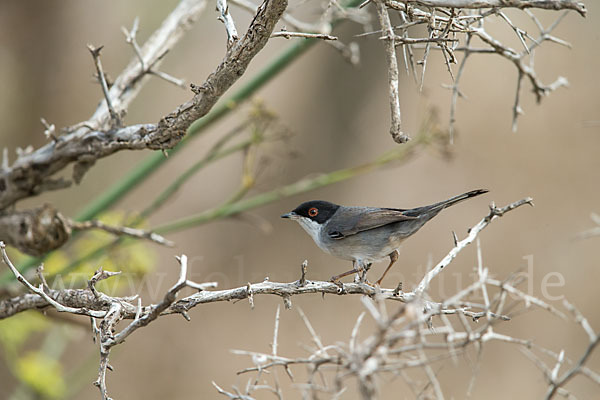 Samtkopfgrasmücke (Sylvia melanocephala)