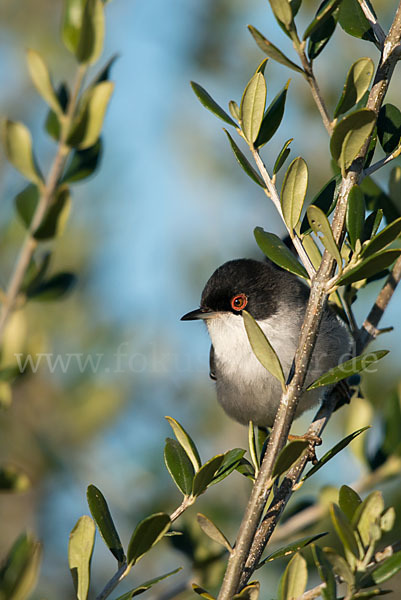 Samtkopfgrasmücke (Sylvia melanocephala)