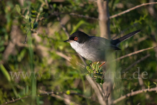 Samtkopfgrasmücke (Sylvia melanocephala)