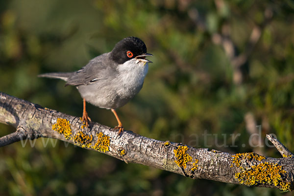 Samtkopfgrasmücke (Sylvia melanocephala)