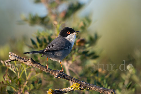 Samtkopfgrasmücke (Sylvia melanocephala)