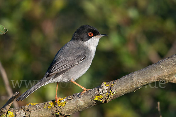 Samtkopfgrasmücke (Sylvia melanocephala)