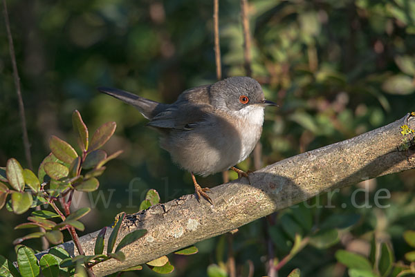 Samtkopfgrasmücke (Sylvia melanocephala)