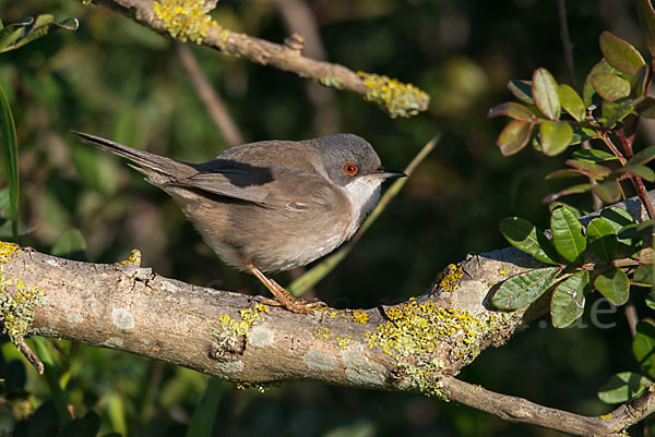 Samtkopfgrasmücke (Sylvia melanocephala)