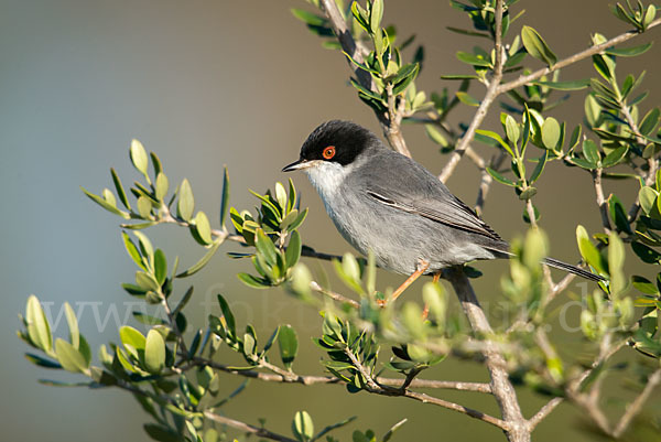 Samtkopfgrasmücke (Sylvia melanocephala)