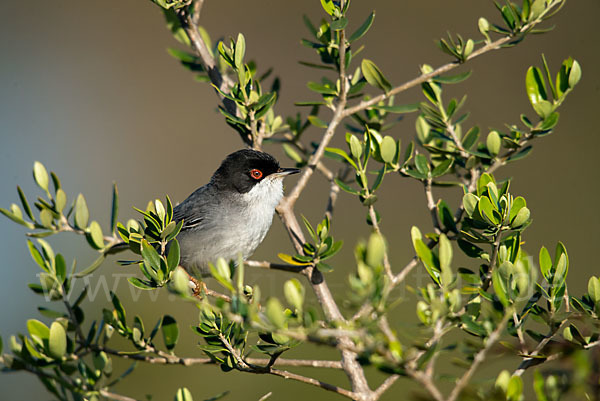 Samtkopfgrasmücke (Sylvia melanocephala)