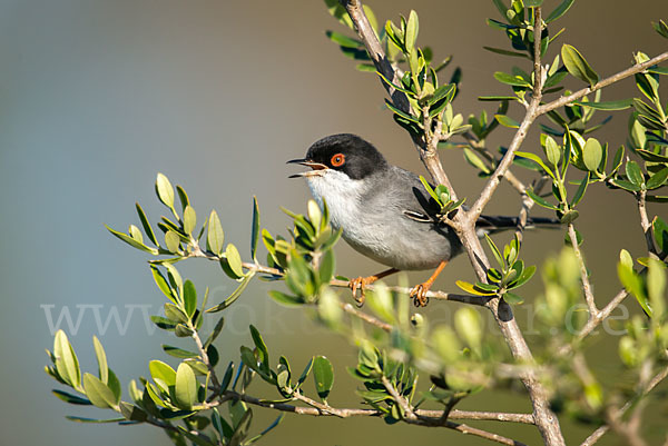 Samtkopfgrasmücke (Sylvia melanocephala)