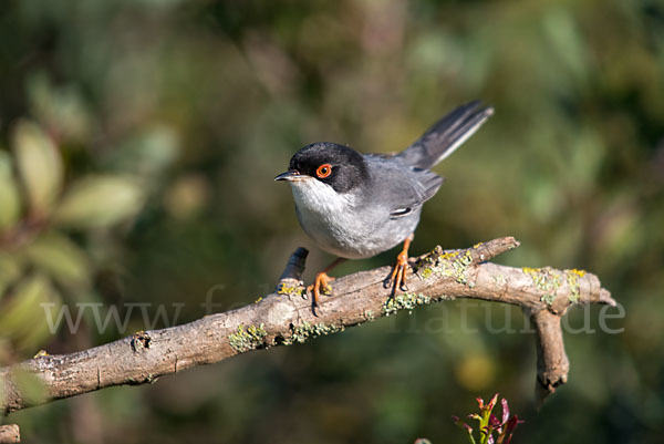 Samtkopfgrasmücke (Sylvia melanocephala)