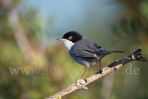 Samtkopfgrasmücke (Sylvia melanocephala)