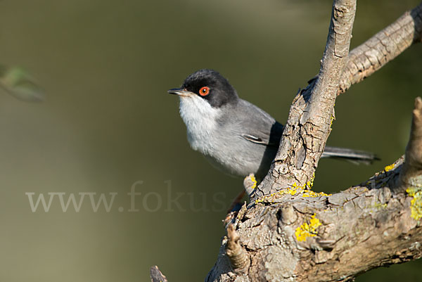 Samtkopfgrasmücke (Sylvia melanocephala)