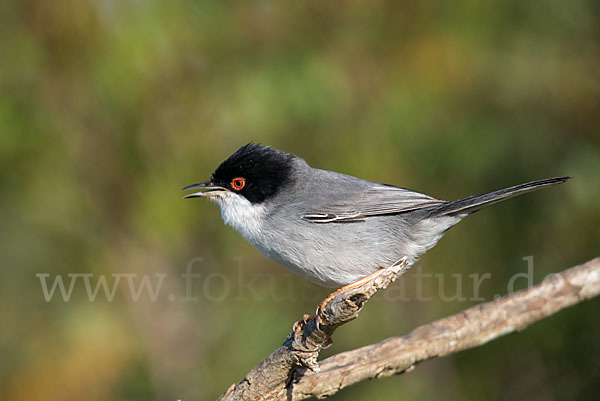 Samtkopfgrasmücke (Sylvia melanocephala)