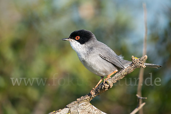 Samtkopfgrasmücke (Sylvia melanocephala)