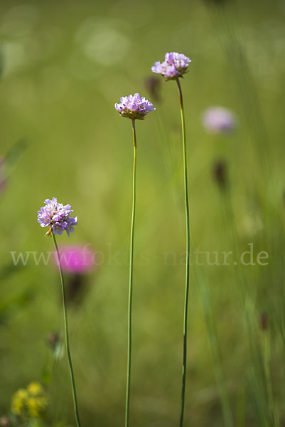 Sand-Grasnelke (Armeria maritima subsp. elongata)