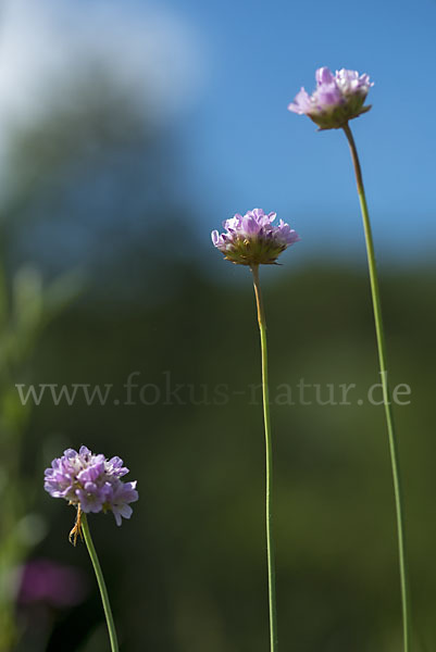 Sand-Grasnelke (Armeria maritima subsp. elongata)